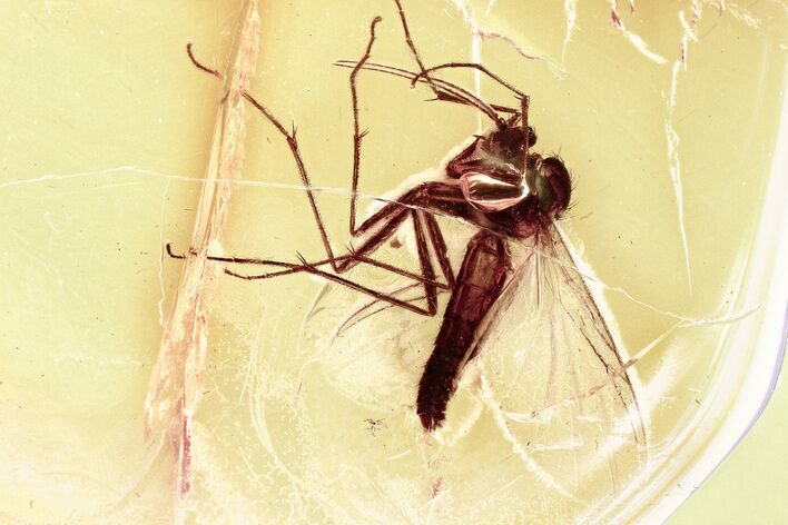 Detailed Fossil Fungus Gnat (Mycetophilidae) In Baltic Amber #346628